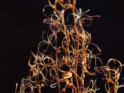 dry, leaves, nature, gold, light, texture, beauty, summer, natural, dazzling, curve, art, bristle, life, fragility, organism, plants, vintage, abstract