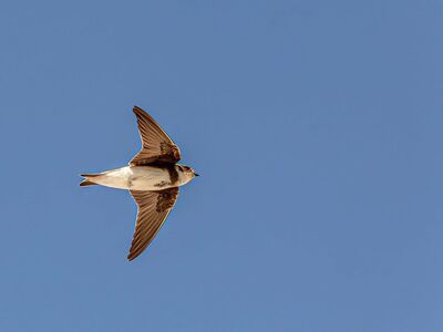 sand martin, bird, flying, blue sky, feathers, wildlife, brown, freedom, sunny, nature