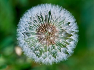 dandelion, seed, macro, symmetry, pattern, white, green, delicate, spring, botanical, nature, abstract, macro lens, detail, light, natural, radial, breathing, ease