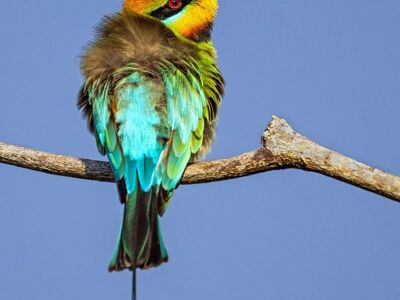 rainbow bee-eater, bird, nature, wildlife, colorful, feathers, ornithology, branch, exotic bird, perched, blue feathers, multicolored bird, green feathers, bird migration, natural beauty, photography, open wilderness, ecosystem, summer bird, animals