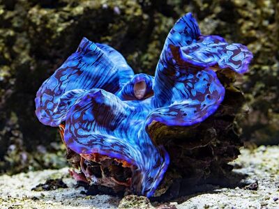 giant clam, clam, nature, blue clam, aquarium, marine, cairns, australia, young, mollusc, biodiversity, ecosystem, underwater, coral reef, ocean, colorful, exotic, conservation, rocky
