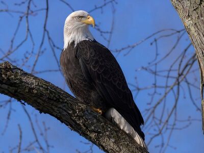 eagle, bird, nature, animal, portrait, feathers, wildlife, predator, profile, ornithology, prominent beak, tree, branch, clear sky, winter tree, nest, beak, falconry, king, apex
