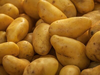 potatoes, food, raw, vegetable, still life, natural, agriculture, pile, potato crop, farmers market, yellow, shape, starchy, organic food, food cultivation, healthy eating, agriculture industry, hearty food