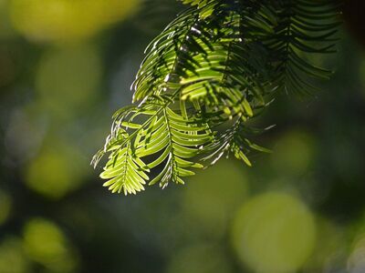 conifer, branches, bokeh, backlight, green, nature, metasequoia, dawn redwood, water fir, botany, nature wallpaper, needles, lighting, depth of field, outdoor, soft light, close-up, leaf needles