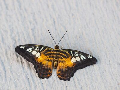 butterfly, insect, wings, nature, macro, detail, outdoor, black and white pattern, close-up, details, yellow, black, contrast, flying insect, natural science, environment, biodiversity, winged, calm