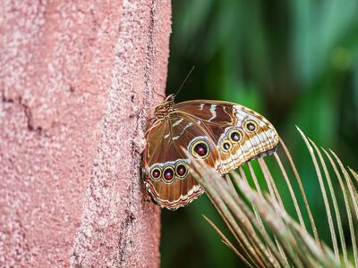 butterfly, wings, texture, macro, nature, detail, green, carmine, life, butterfly wings, close-up, insect, natural pattern, butterfly motif, beauty, ground, natural beauty, wildlife, fascinating