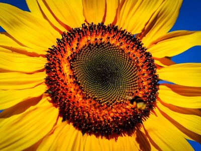 sunflower, bee, pollination, summer, macro, yellow, blue sky, flower, nature, garden, flower wallpaper, natural, beautiful flowers, wings, plant, insect, green, details, circle, stigma, sunny, flower background, petal