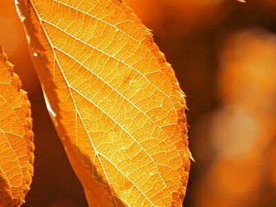 autumn, leaf, nature, close-up, colorful, gold, autumn leaf, orange, bokeh background, autumn colors, backlight, autumn theme, brightness, warm colors, light effect, nature wallpaper, pattern, vivid colors, edge