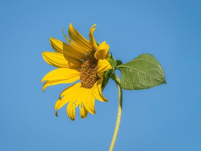 sunflower, full hd wallpaper, blue sky, beautiful wallpaper, flower, natural beauty, flower wallpaper, yellow, greenery, wallpaper hd, mac wallpaper, 4k wallpaper 1920x1080, summer, free wallpaper, simplicity, clear sky, desktop backgrounds, nature, cultivation, free background, field, laptop wallpaper, botany, happiness, summer day, radiant, environment, sunlight, 4k wallpaper, windows wallpaper, beautiful flowers, leaves, flower background, hd wallpaper, wallpaper 4k, floral background, cool backgrounds, background, lone plant