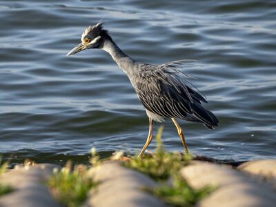 yellow-crowned night heron, bird, wildlife, nature, water, shorebird, avian, ornithology, animal, bay, natural habitat, bird watching, gray color, bird feeding, curiosity, green grass, rippled surface, calm, nature observation, afternoon