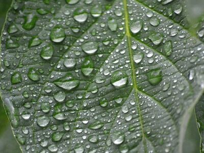 leaf, water, droplets, nature, green, summer, rain, close-up, leaf veins, fresh, wet, nature wallpaper, ornament, beauty, calm, relaxation, simplicity, refreshing, capillary action