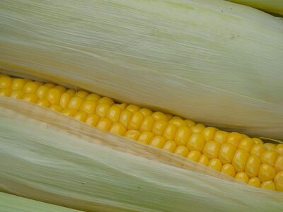 corn, ripe, vegetable, harvest experience, yellow, healthy diet, organic, close-up, traditional dish, field crop, natural, agriculture, nutrition, grain, crop, staple food, fruit, cabbage, dietary fiber, vitamin