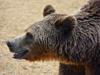 bear, wildlife, nature, brown bear, jaws, mammals, primitive, fur, feeding, open mouth, sharp tooth, outdoors, forest, large, zoo, natural habitat, furry, predator, wilderness