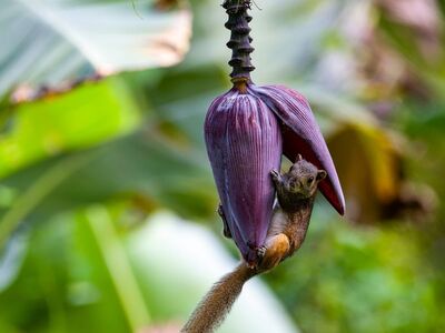 squirrel, nature, banana, fruit, banana flower, tropical, rodent, animal, wildlife, green, tree, banana tree, red, green leaves, colorful, nature photography, wild animal, asia, mountain, foraging