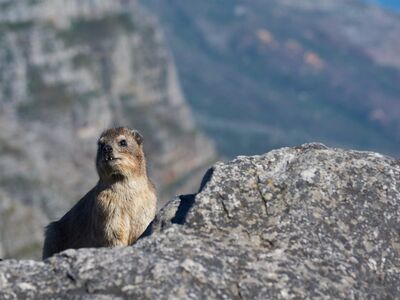 rock hyrax, animal, fauna, rocks, nature