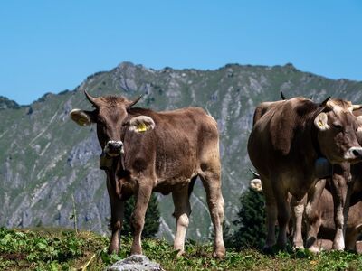 cows, mountains, meadow, summer, pasture, allgäu, fresh, alps, nature, shepherd, hiking, bavaria, idyllic, blue sky, animals, farm, grass, beautiful, peaceful, ecotourism