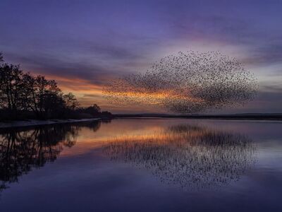 birds, sunset, lake, shadows, trees, reflection, water, sky, flock, evening, nature beauty, tranquility, dusk, landscape, calm, migration, nature, calm water, lake reflection, natural phenomenon, silence