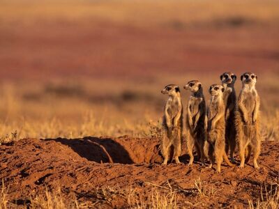 meerkats, savanna, standing, nature, biotope, animals, red earth, stone, day, desert, extreme weather, wildlife, sunny, observing, five, colony, hot, safety, desert landscape