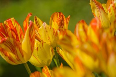 tulip, flower, yellow color, nature, macro, spring, detail, garden, colorful, red color, bloom, landscape, growth, delicate, still life, outdoors, leaves, flower garden, close-up, sunlight