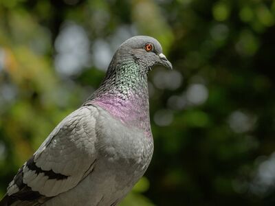 pigeon, bird, wild, urban bird, feathers, close-up, nature, gray, green background, eyes, red color, birdwatching, winter, ecology, environment, wildlife, portrait, profile view, focus on nature