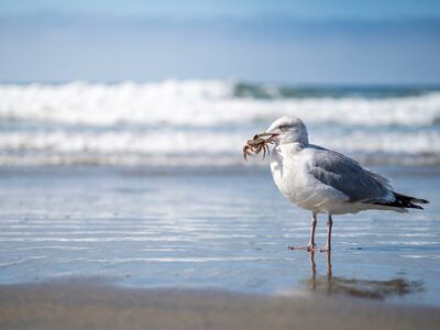 seagull, crab, beach, ocean, sea life, nature, predator, food, blue sky, waves, surf, sand, hunting, bird, sunny weather, coast, capture, water, summer