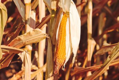 corn, agriculture, yellow, drought, dry, cornfield, nature, heatwave, feed, gold, corn cob, dried corn cob, harvest, crop, ecological, ripe, food, farming in arid areas, climate