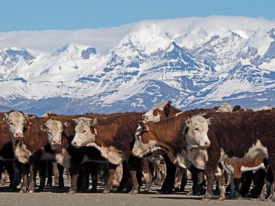 landscape, patagonia, cattle, mountains, snowy, nature, farm, spring, animals, ecotourism, tourism, latin america, livestock, agriculture, light, farming, hat, clear, rural