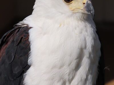 eagle, bird of prey, bald eagle, white feathers, sharp talons, bird, nature, predator, animal, plumage, beautiful wallpaper, detail, background, head, white, sharp eyes, falconry, face, light and shadow, dramatic, feather details