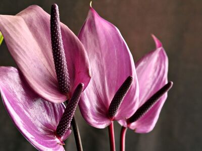 anthurium, pink, flower, nature, leaves, tropical, plant, detail, exotic, horticulture, decorative, flower background, aesthetic, beautiful flowers, flowering, delicate, showy, decoration, flower wallpaper, arrangement