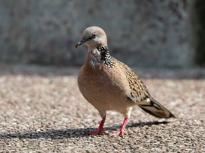 dove, sidewalk, feathers, shadow, birds, standing, eastern, spotted, spotted dove, nature, bird species, wild, ground, gravel, wild birds, animals, ecosystem, environment, resting, beak