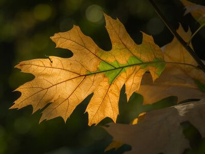 leaf, beautiful wallpaper, 4k wallpaper 1920x1080, full hd wallpaper, 4k wallpaper, autumn, autumn leaf, green, nature, light, lighting, details, full frame, macro photography, natural beauty, hd wallpaper, wallpaper 4k, eco, desktop backgrounds, laptop wallpaper, wallpaper hd, free wallpaper, outdoors, soft light, background, mac wallpaper, yellow, diversity, windows wallpaper, simplicity, cool backgrounds, free background, mustard yellow, november