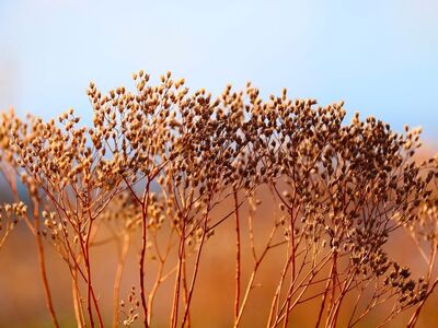 dry, natural, twigs, autumn, aerial, nature, close-up, stems, blue sky, hot, drought, summer, colors of nature, growth, field, relaxation, sunset, reflections, aesthetics, delicate, beauty