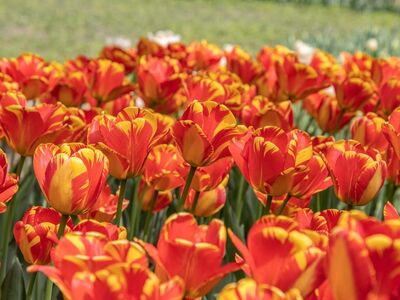 flowers, tulips, garden, red, yellow, spring, floral, outdoor, flower background, colorful, season, botany, beautiful flowers, grow, bloom, landscape, nature, countryside, morning, petals, flower wallpaper, green, natural