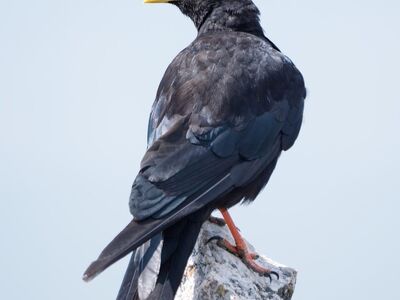 chough, bird, animal, fauna, feathers, ornithology, beak, nature, wild, rock, mountains, black, orange, structure, blue, peak, view, vertical, yellow, natural habitat