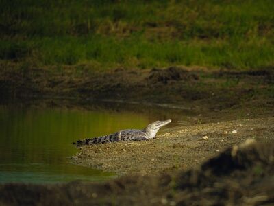 crocodile, lake, nature, wild, animal, water, sun, habitat, green grass, safari, reptile, calm, ecosystem, peaceful setting, natural setting, exotic, spontaneous, natural beauty, reflection, animal behavior, sunlight