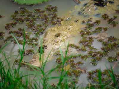 crocodile, water, mud, camouflage, animal, puddle, wild, predator, grass, nature, reptile, hidden, dangerous, natural environment, biotope, safari, animal habitat, water plants, nature reserve, wetlands