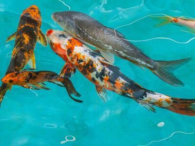 koi, pond, water, nature, swimming, animal, culture, japan, beautiful, colorful, asian, fin, tail, aquarium, decor, blue, zen, peaceful, red, view, calm