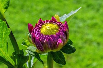 dahlia, nature, macro, petals, flower, garden, close-up, green, summer, purple, background, bud, beautiful, botany, hd wallpaper, flora, beauty, bloom, summer flower, wallpaper, creative