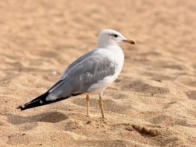 seagull, beach, sand, bird, water, nature, animal, summer, sea, sunny, avian, escape, wild, sunlight, walking, hot, wing, marine, common, lonely, bird beach