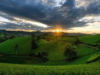 vietnam, tea plantations, nature, sunset, countryside, mountains, travel, hiking, farming, panorama, photo travel, rural landscape, green field, clouds, peaceful, ecotourism, lens flare, wide angle, east asia, calm evening