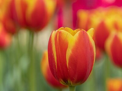 tulip, blooming, garden, spring, blossom, flora, flower, petals, botany, horticulture, garden flower, maintenance, yellow, red, beauty, natural, colorful, outdoor, delicate, elegant