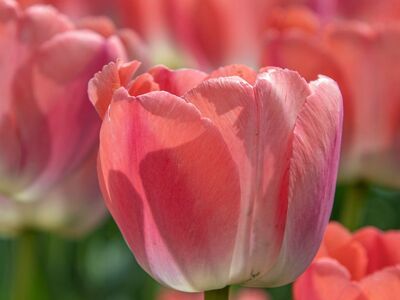 tulip, pink, spring, flower background, flower wallpaper, garden, blooming, colorful, nature, flora, beautiful flowers, petals, landscape, agriculture, green, natural, gardening, flower, decorative, blossom, botany, beauty, crop