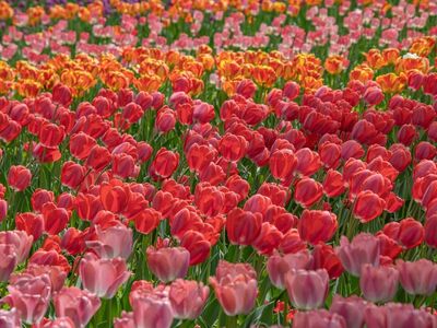 tulips, bloom, spring, garden, flowers, flora, petals, beautiful flowers, colorful, botany, floriculture, horticulture, landscaping, flowering lily, vibrant colors, seedlings, flower wallpaper, plantation, flower display, flower field, rural setting, flower background, nature, pretty wildflowers