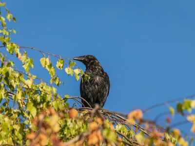 raven, tree, branch, leaves, autumn, nature, sky, wildness, black bird, animal, ornithology, black color, natural environment, sun, blue sky, bird, view from below, sunlight, natural beauty