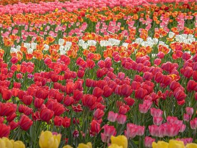 tulips, flowers, spring, garden, colorful, planting, landscape, botany, flower background, petals, field, countryside, blooming, roots, agriculture, red, flower wallpaper, pink, nature, beautiful flowers, horticulture, row, density