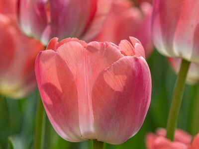 tulip, flower, pink, garden, spring, nature, bloom, horticulture, botany, happy mothers day, floriculture, petal, countryside, decoration, beauty, colorful, cute, sunny, typical flower, celebration