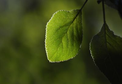 leaf, green, nature, outdoor, macro, details, texture, public, lighting, backlight, translucent, shade, foliage, bright edge, photo, favorite, zen, nature background, quiet
