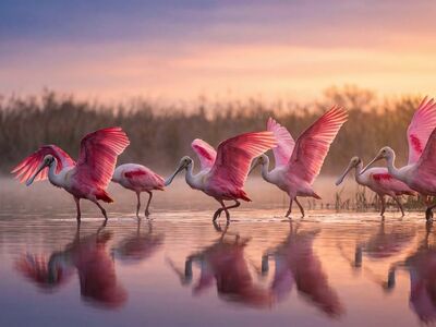 spoonbill, pink, wetlands, reflection, dawn, mist, nature, wildlife, flight, water bird, twilight, serenity, tranquility, sunrise, beauty, scenic, early morning, calm water, natural habitat, wilderness, morning