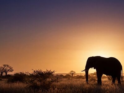 silhouette, elephant, sunset, savanna, africa, nature, shadow, tree, jungle, light, travel, wilderness, landscape, animals, panorama, peaceful, continent, wildlife