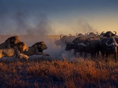lions, buffalo, chase, savannah, animals, wildlife, prey, nature, safari, hunt, african, drama, sunset, prairie, dust, danger, 120, overwhelming